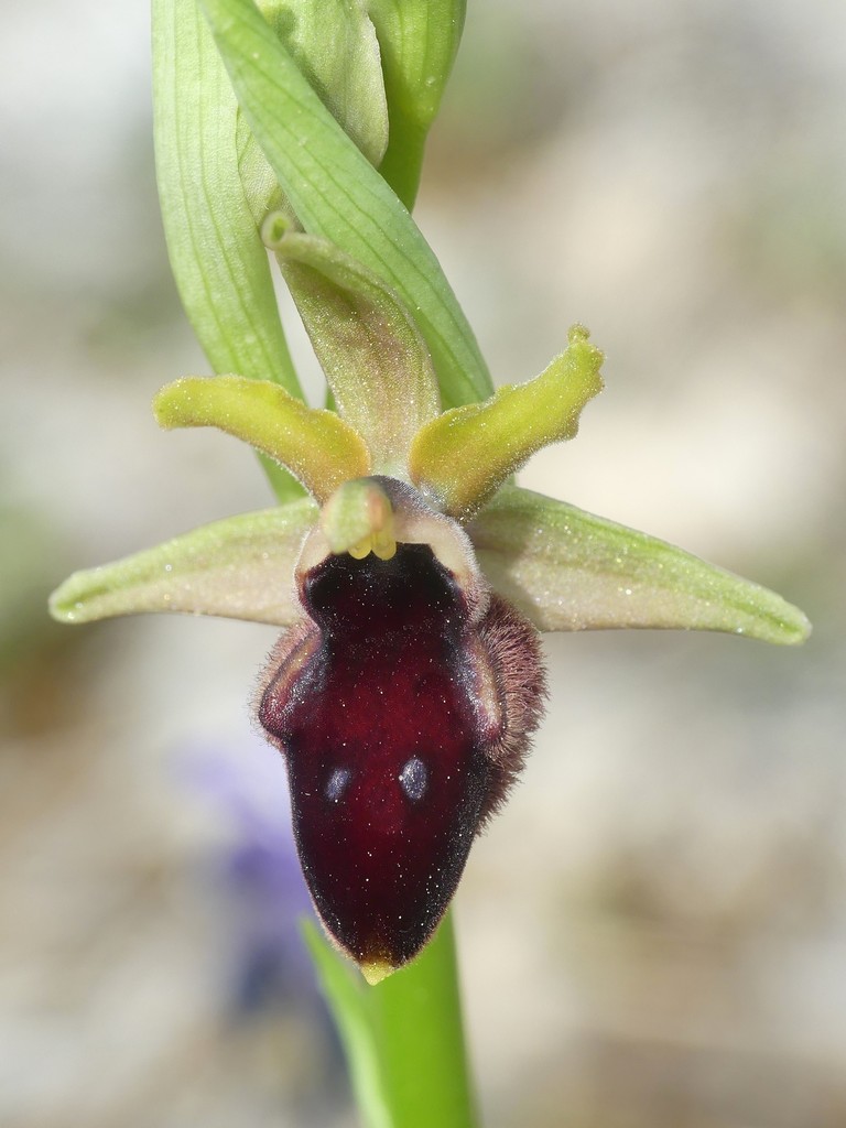 Ophrys promontorii e forme variabili  Lazio e Abruzzo aprile e maggio 2018